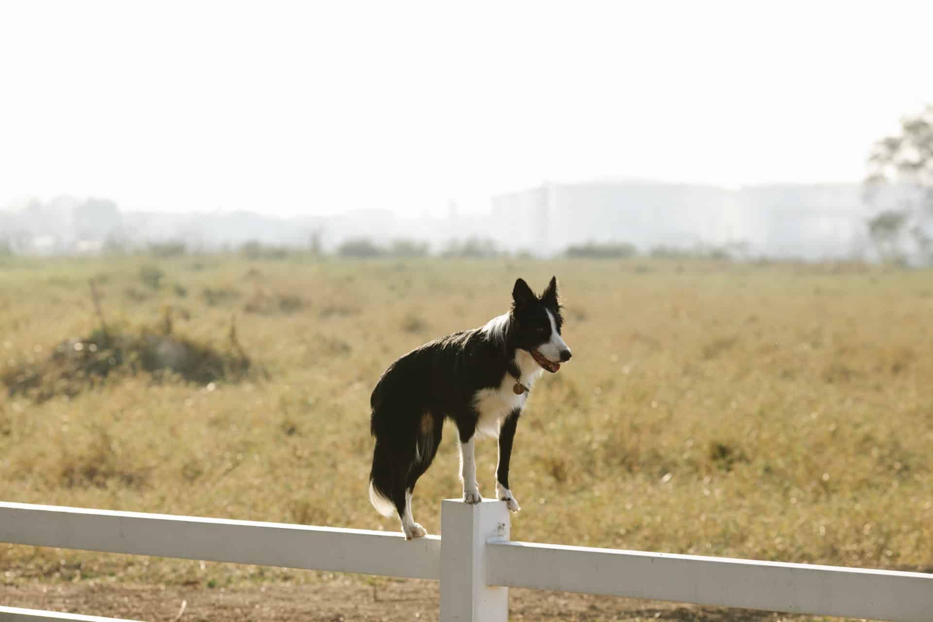 Collie in the field