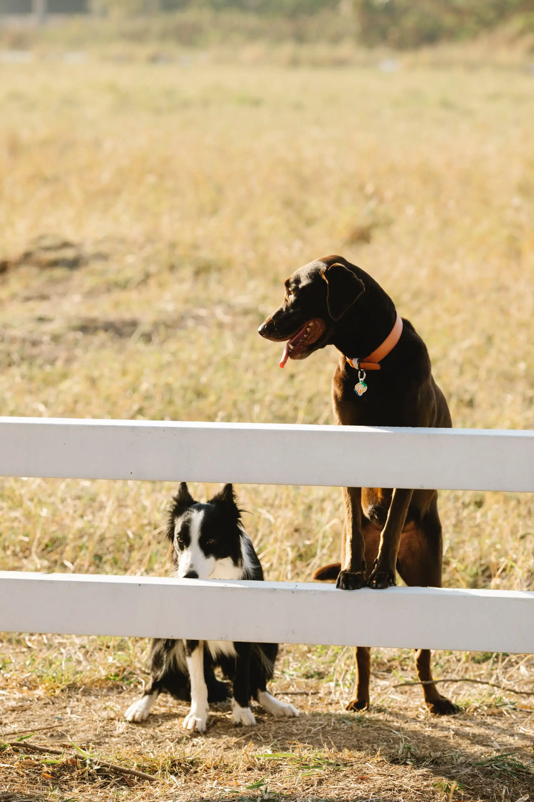 Border collie and labrador retriever on a fence