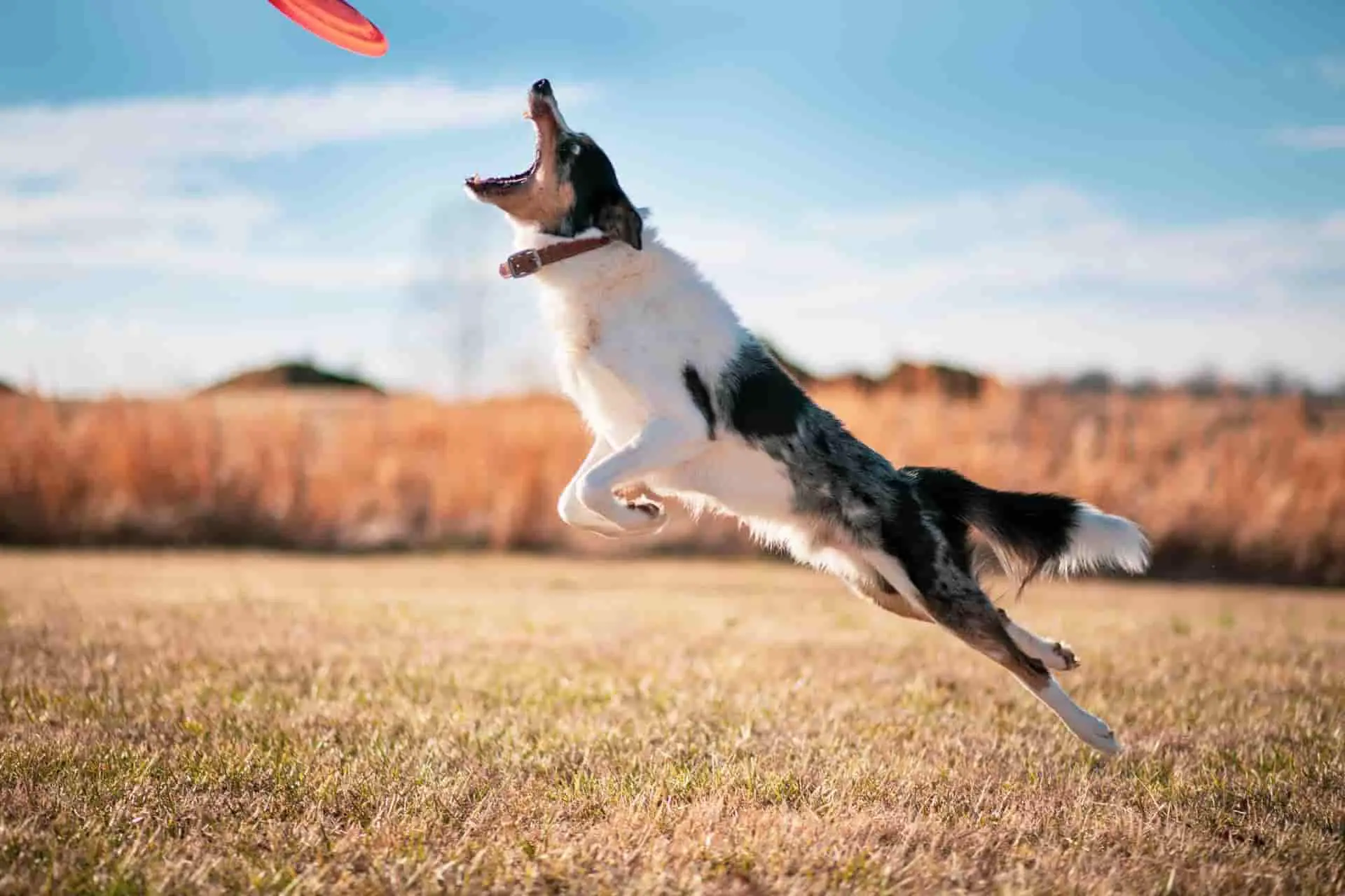 playing frisbee with Border Collie