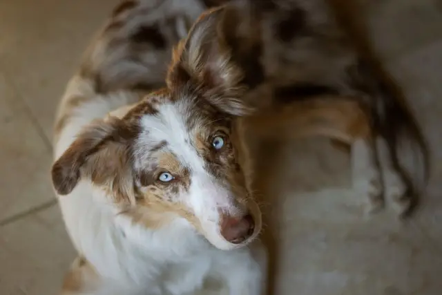 Red merle dog sitting on the floor