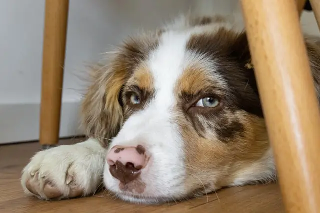 Red merle dog with a strike-looking eye