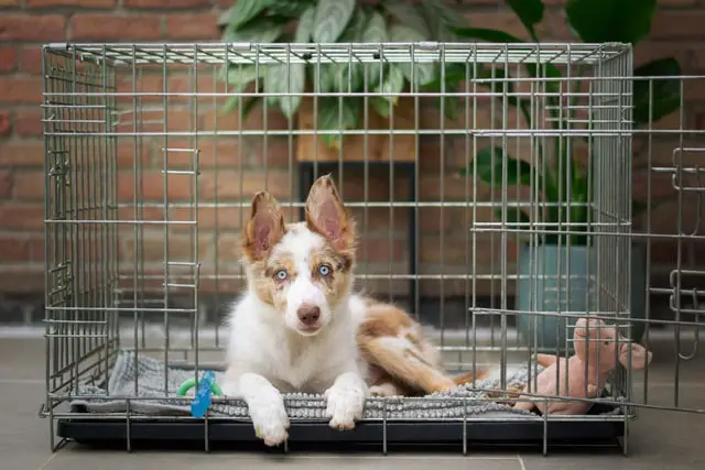 Red merle border collie on crate training