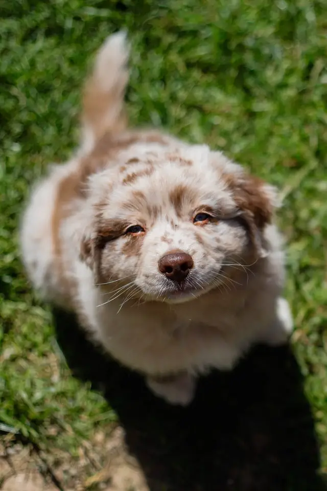 Red merle puppy looking on camera