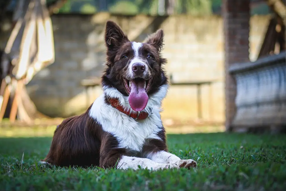 are border collies friendly or dangerous to strangers