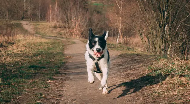 Running black and white coated Border Collie