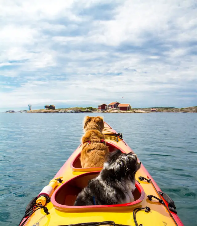 Two dogs wandering on a boat