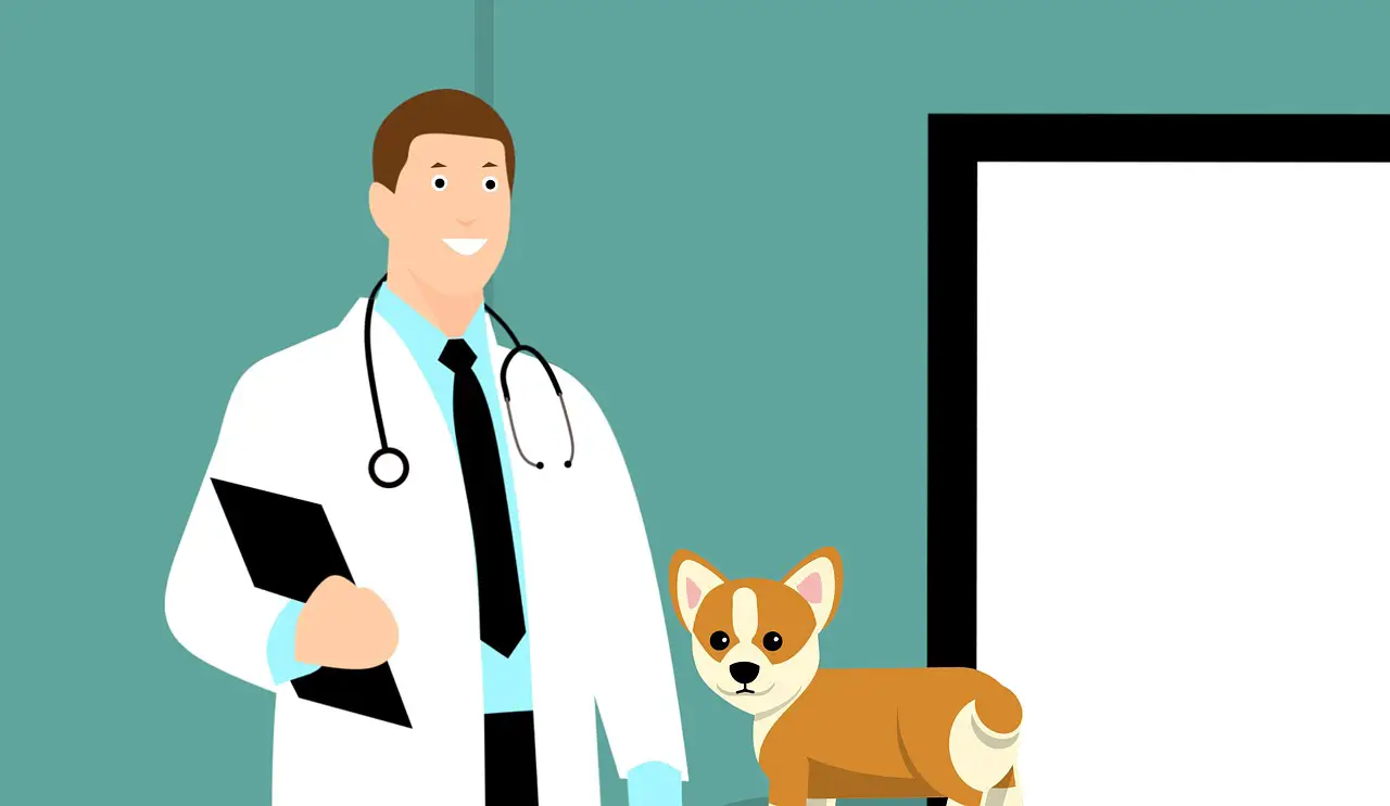 why you must bring your dog to a vet?