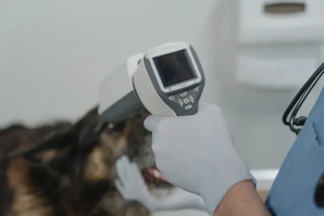 Vet using a medical device on dog