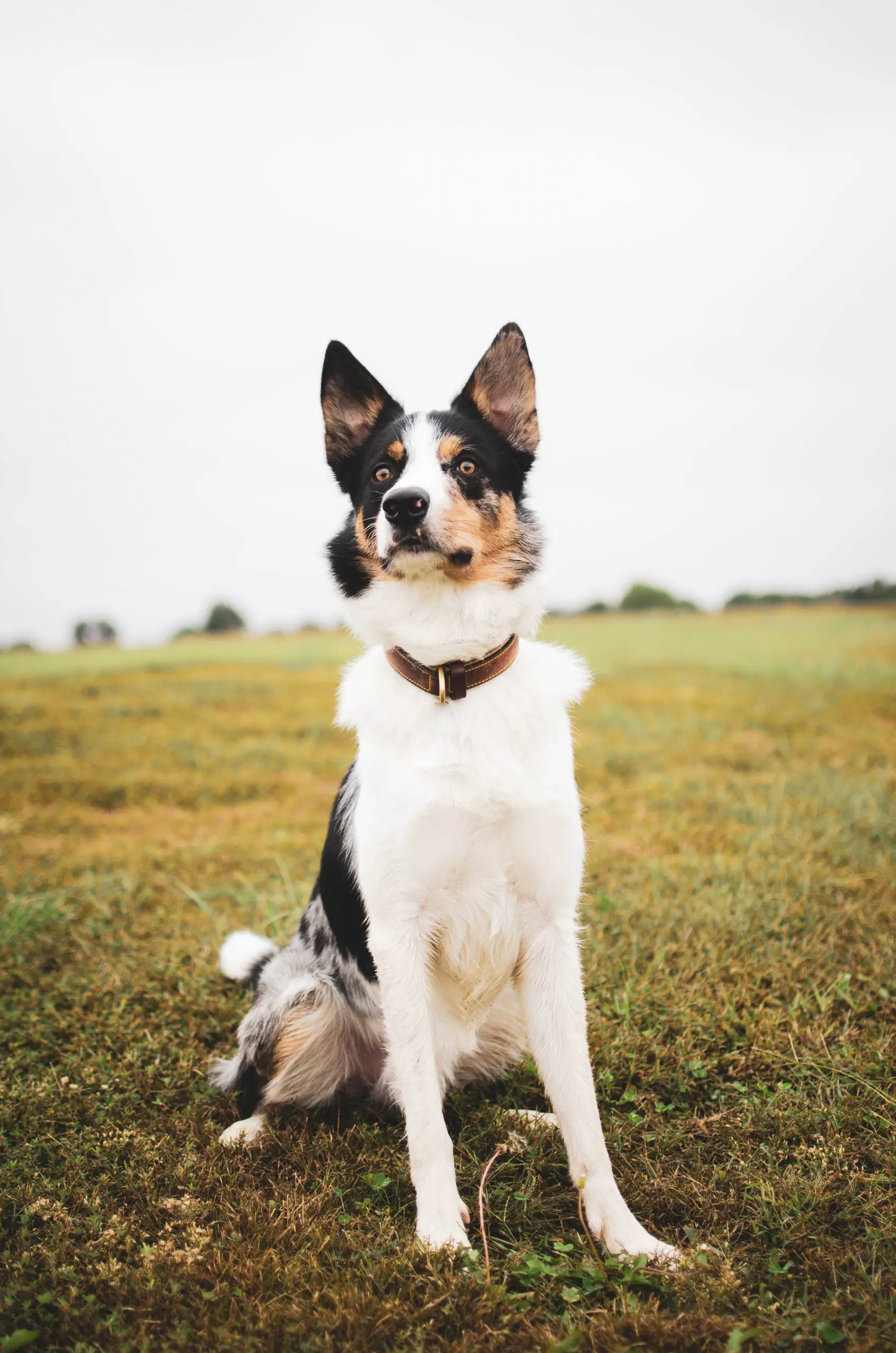 Black and white coated Border Collie sitting on the grass