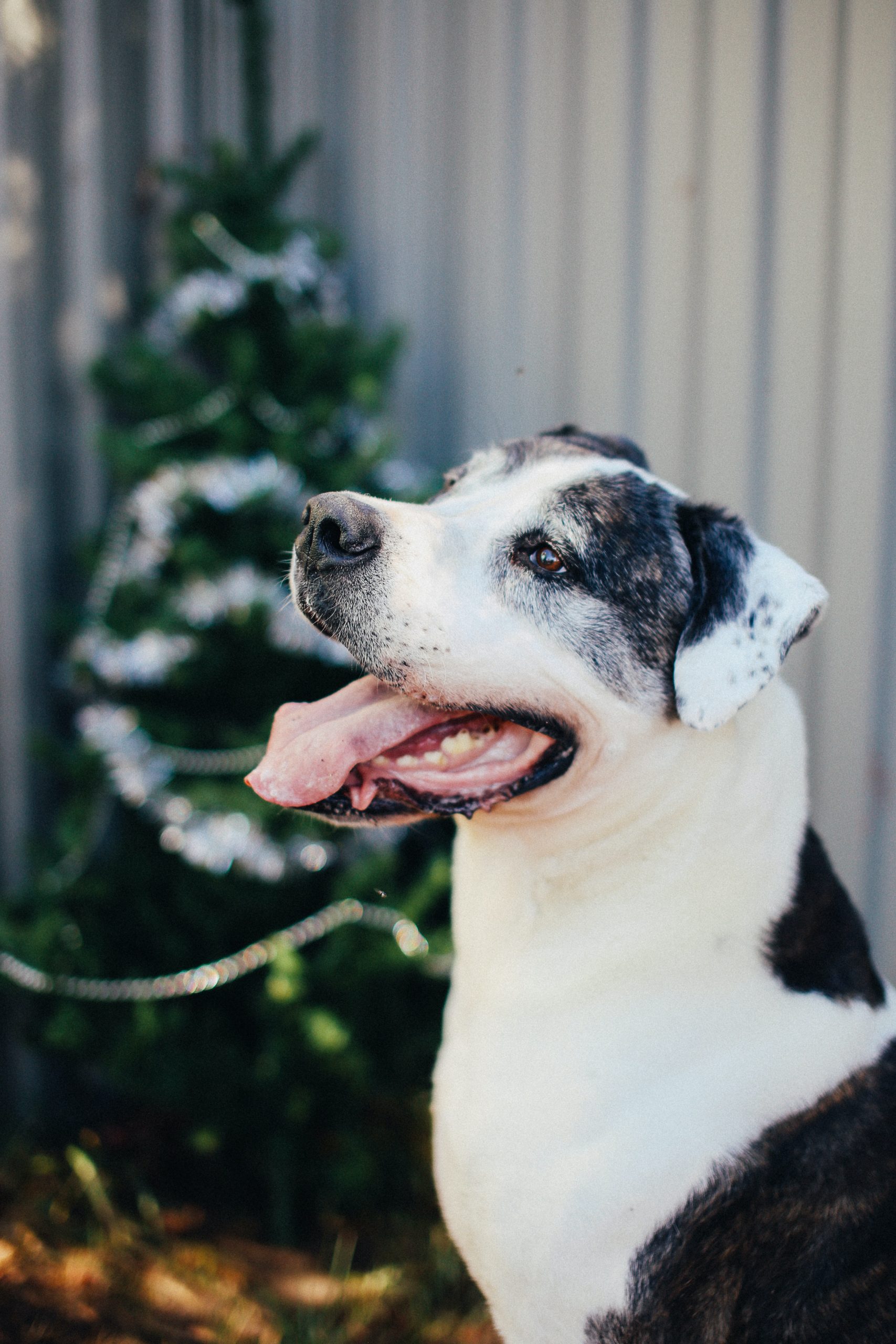 Black and white coated large dog sitting