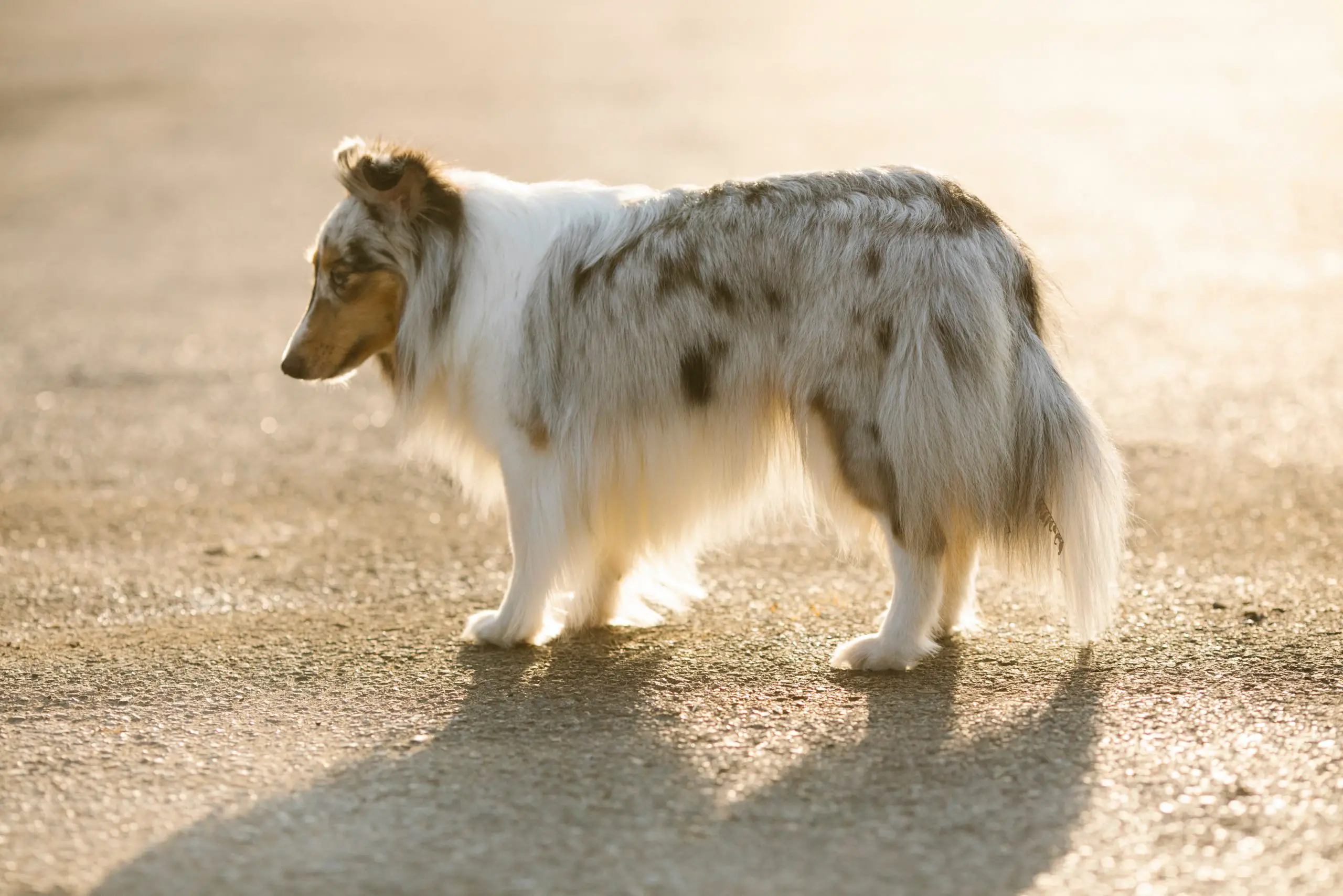 Collie with white-colored fur standing outside