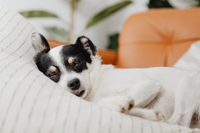 black and white dog sleeping on the couch