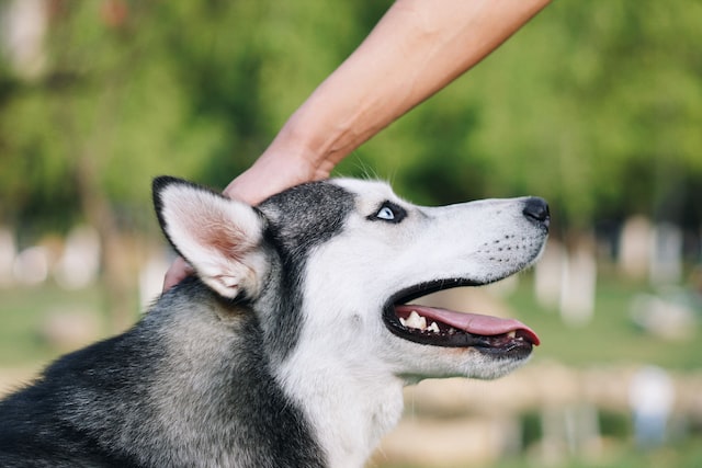 black and white dog showing the neck