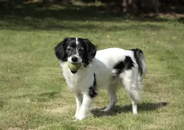 Border collie with ball on mouth