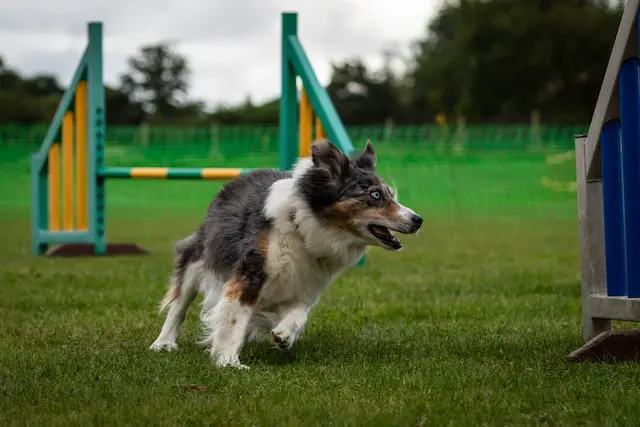 border collie running during training