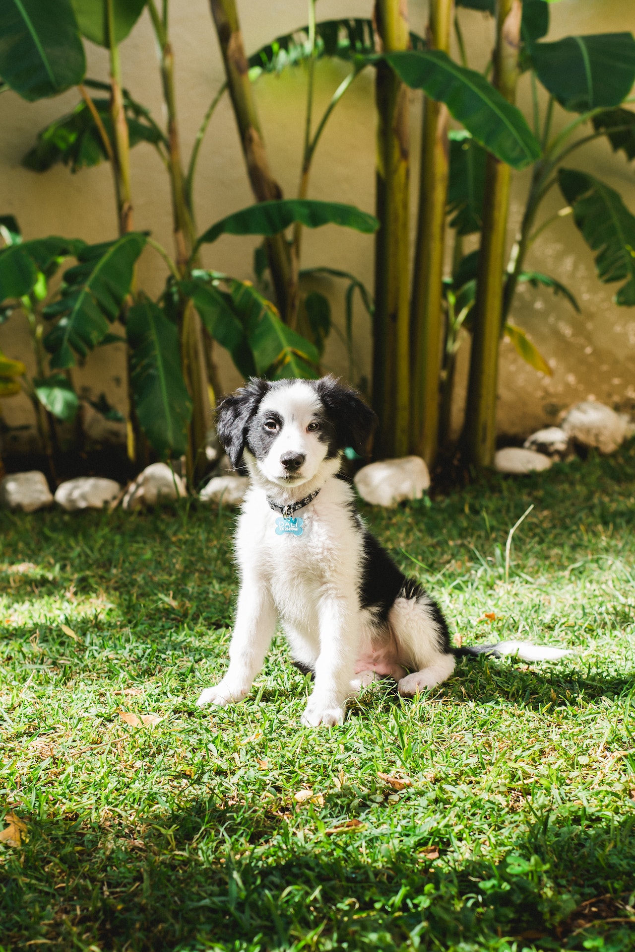 Black and white border collie sitting on grass