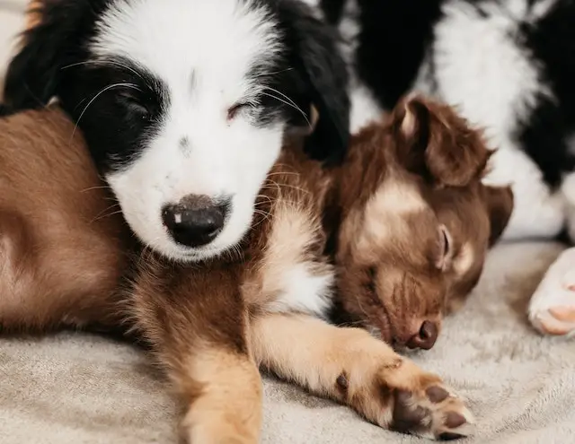 Border collie sleeping with other dog