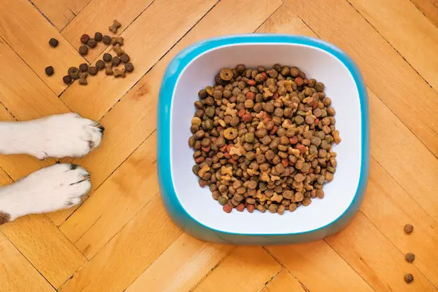 dog food on white food bowl