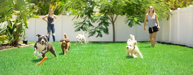 group of dogs playing on the yard