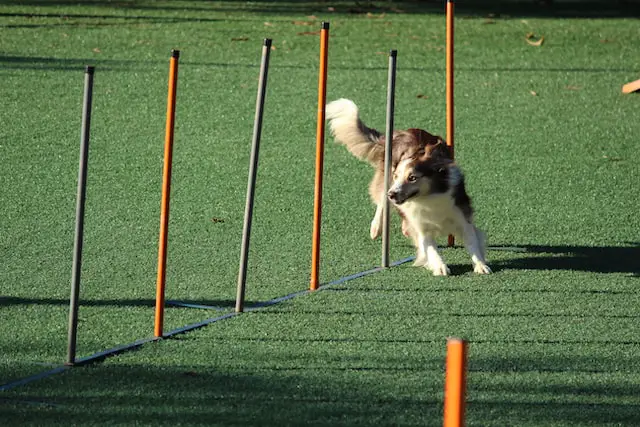 dog running on weave poles