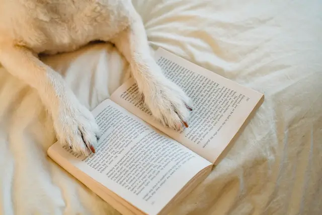 White dog's feet on book