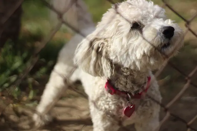 White-coated poodle behind a fence