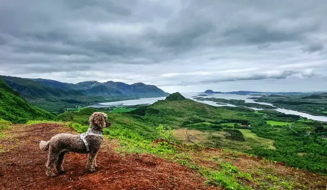 Brown Poodle reminiscing over the hills