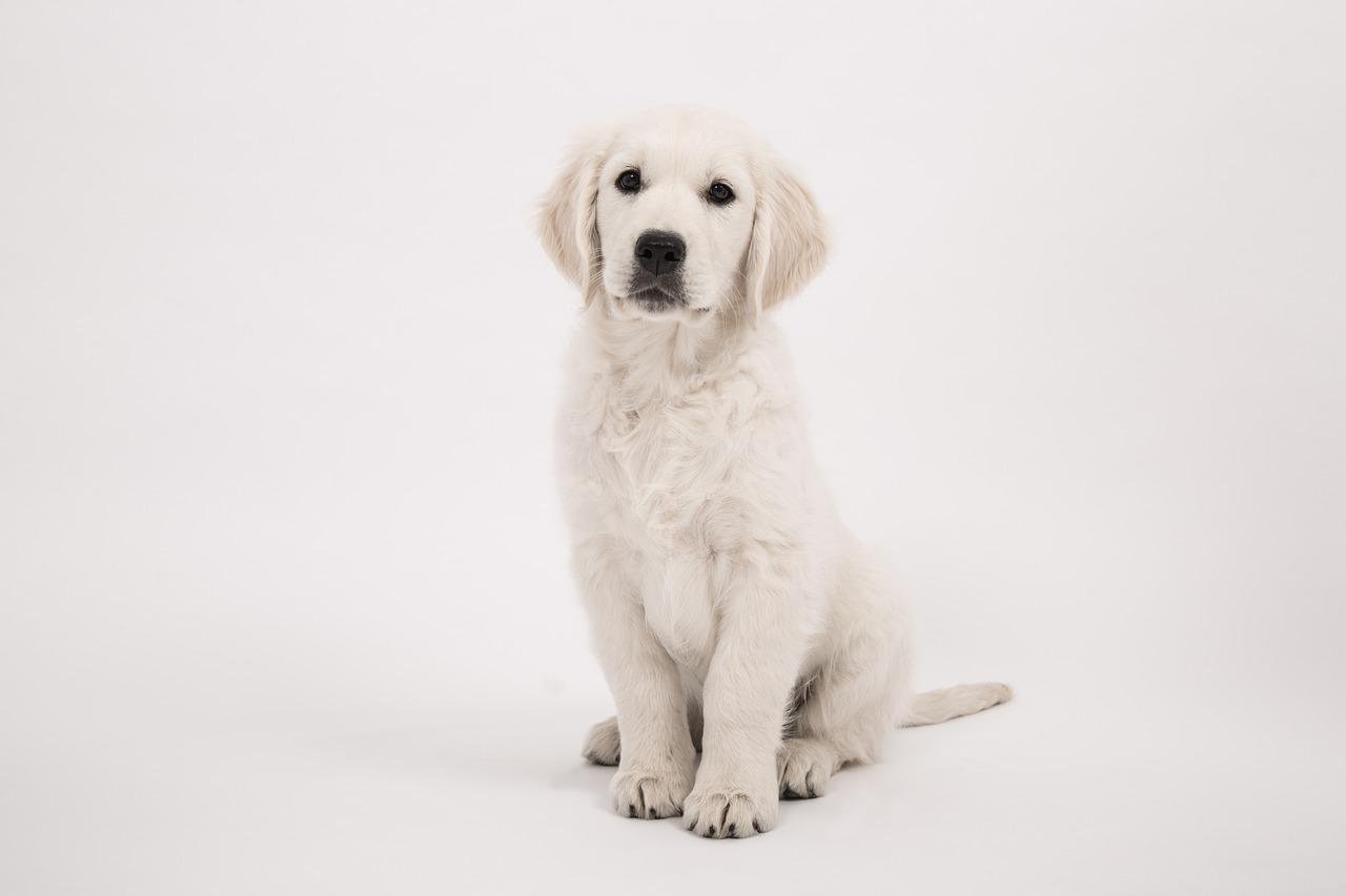 dog mastered sit command