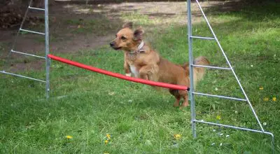 small dogs preparing for flyball