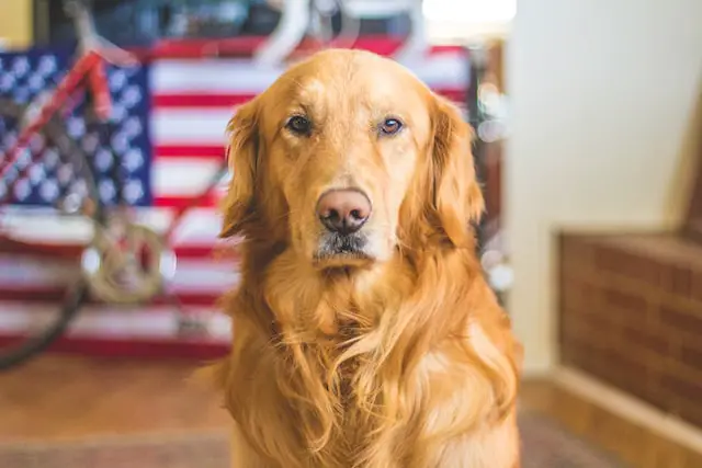 golden retriever focusing on camera