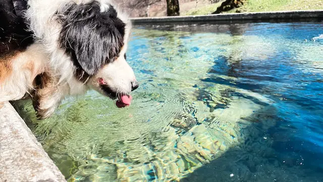 thirsty black and white dog