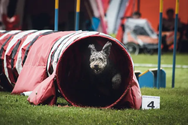 dog passing through a tunnel obstacle