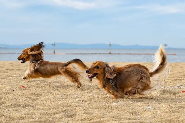 two dogs playing on the shore