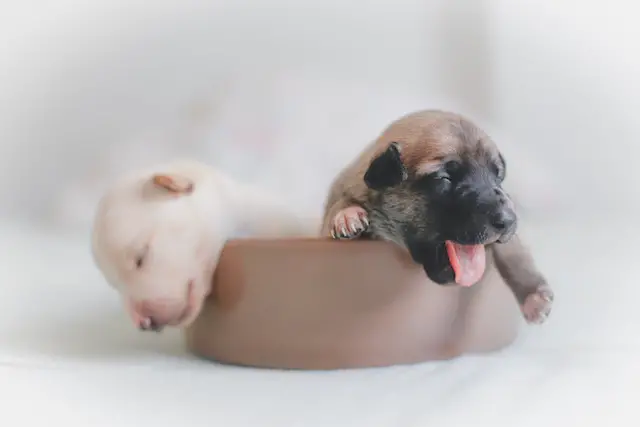two puppies sleeping on a water bowl