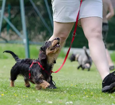 training dog to walk on a leash