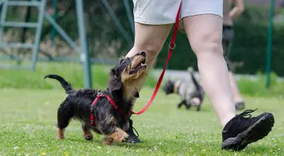 training dog to walk on a leash
