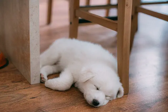 white puppy sleeping on wooden floor
