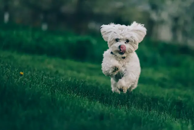 small white dog running over the field