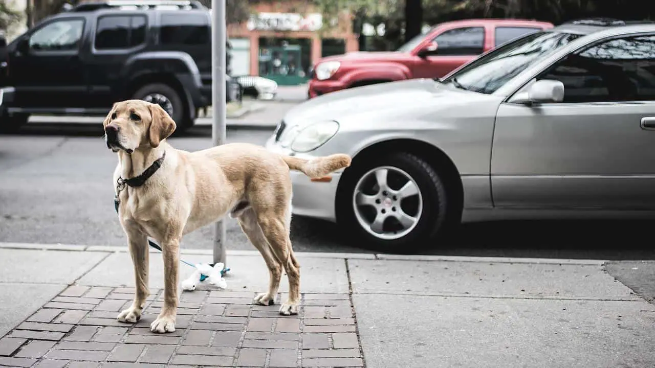 Labrador waiting on owner