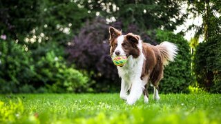 border collie with ball on mouth