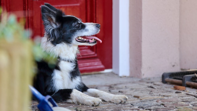 black and white border collie sitting outside