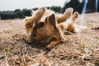 brown dog rolling over the grass