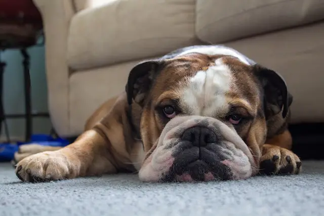 a sick bulldog lying on the floor