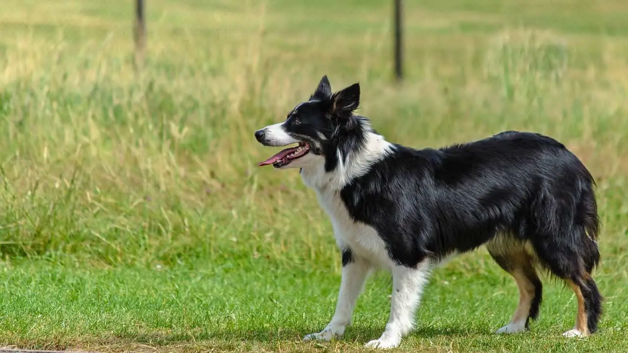 Border Collie prone to hip dysplasia