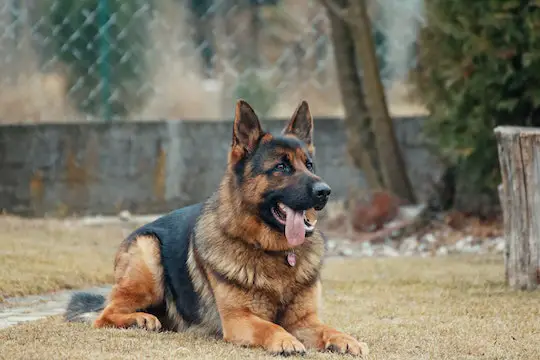 black tan german shepherd sitting on yard