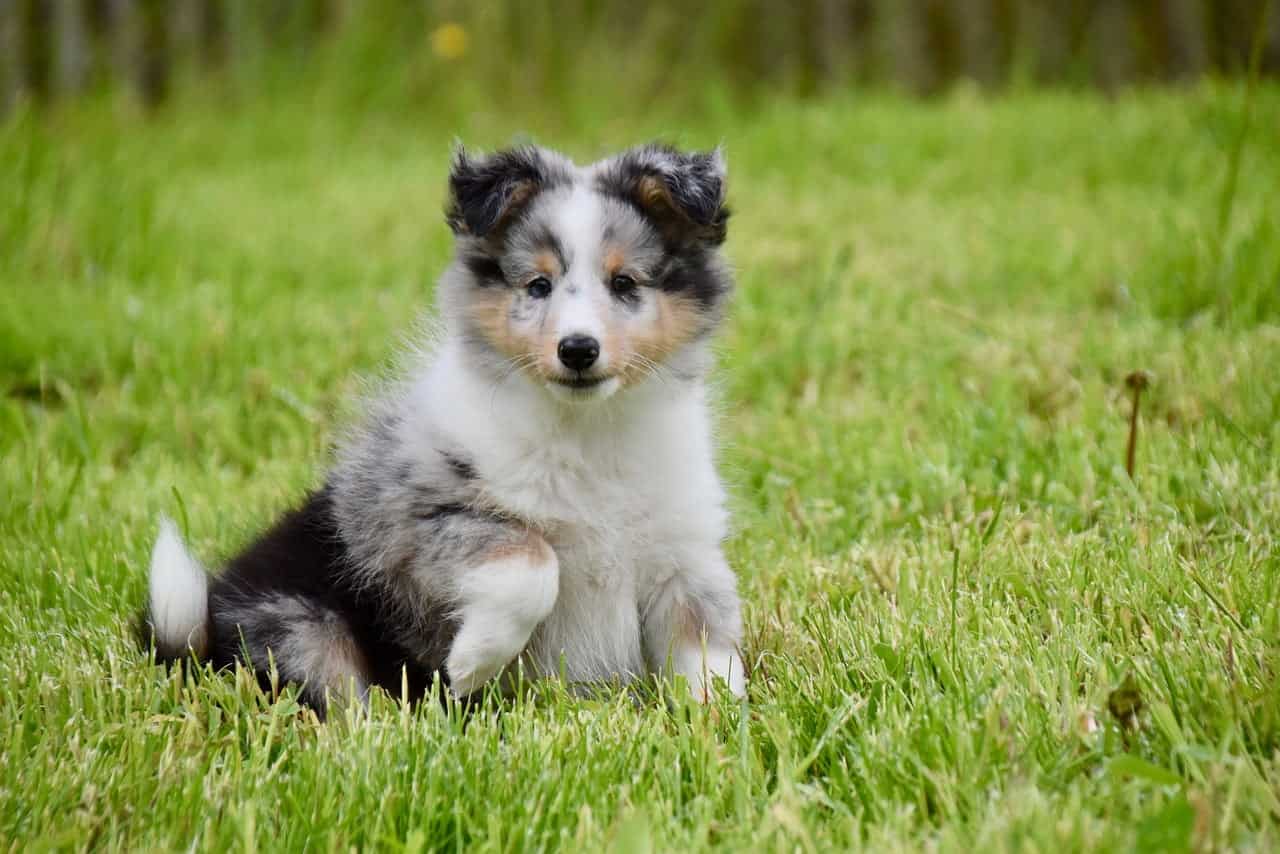 merle Border Collie litter