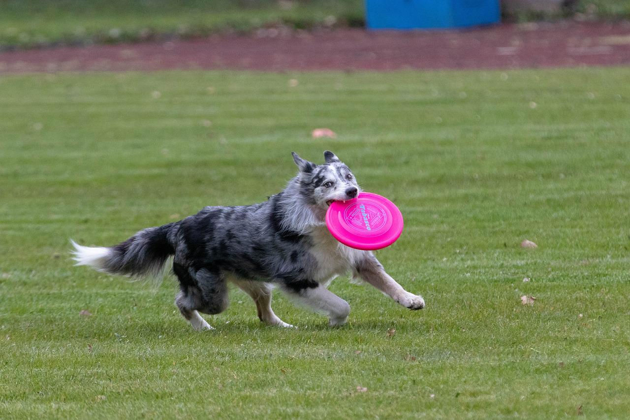 Disc Dog Training How To, Equipment and Sport Rules BorderCollieTalk