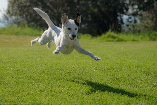 white dog playing outside