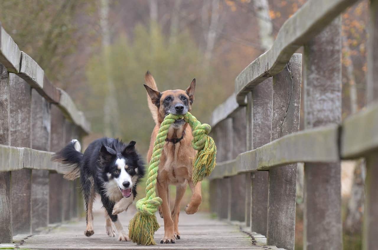 Collie and Malinois had long history together