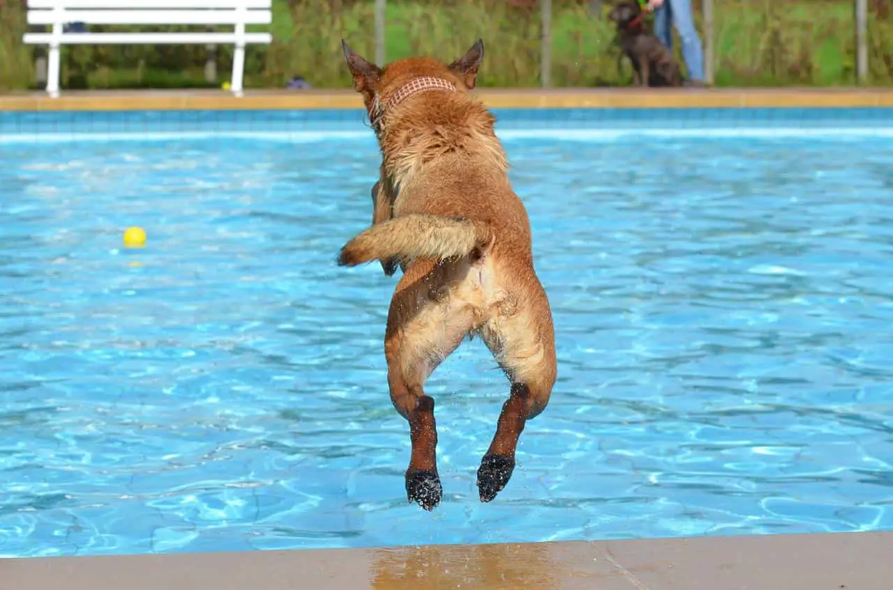 Malinois jumping in the water